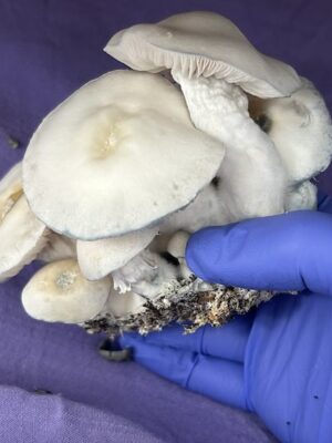 Jack Frost OG mushrooms