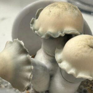 Avery Albino Mushrooms