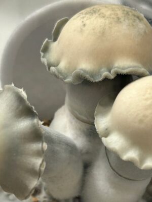 Avery Albino Mushrooms