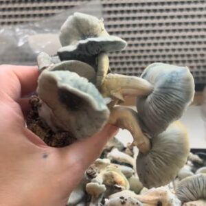 Cinderella in the Blue Dress APE isolation mushrooms