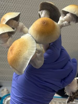country bumpkins mushrooms