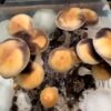 Golden Preacher Mushrooms