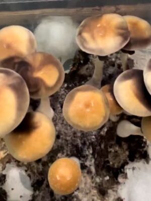 Golden Preacher Mushrooms