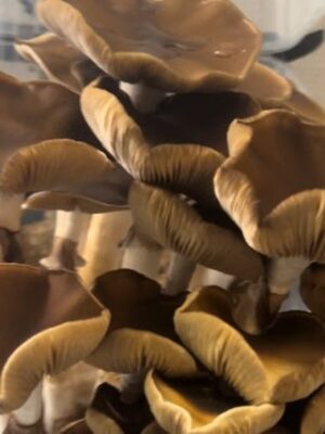 Hanoi Mushrooms