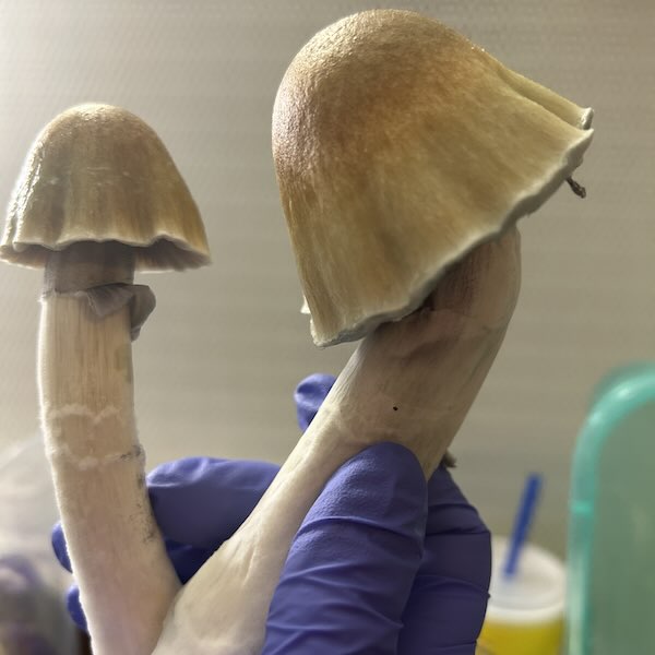 ODPE Mushrooms