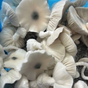 Phobos mushrooms