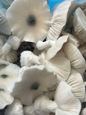 Phobos mushrooms