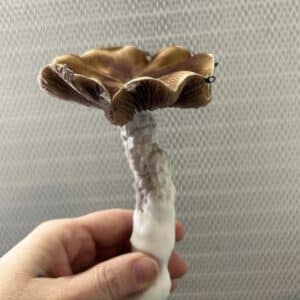 Gillbilly 89 F2 10cc Liquid Culture (Gandalf x Hillbilly)