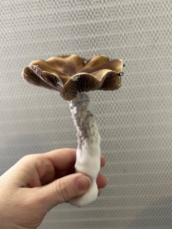 Gillbilly 89 F2 10cc Liquid Culture (Gandalf x Hillbilly)