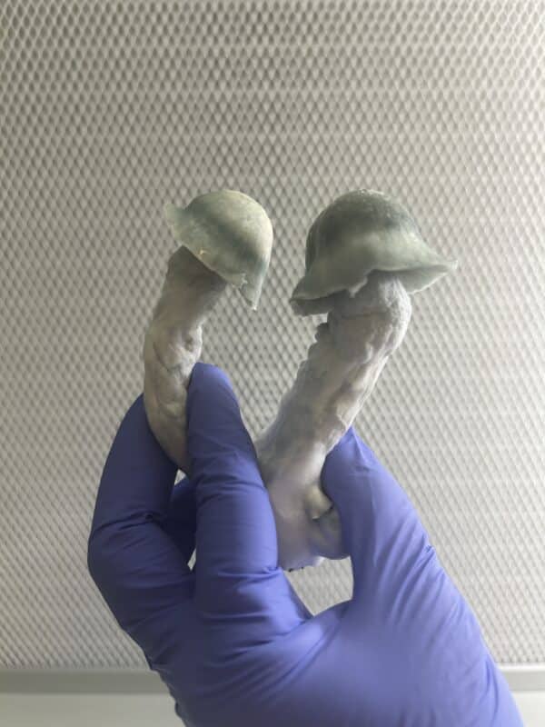 Albino Thrasher PE 10cc Liquid Culture Syringe